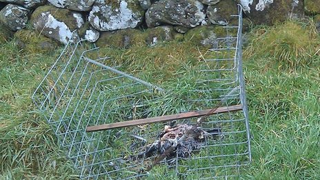 Wildlife organisations say the clam traps will pose an increased risk to raptors